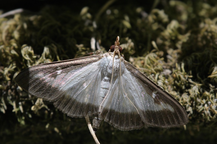 Cydalima perspectalis